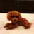 cocoa_cocolee's profile image
