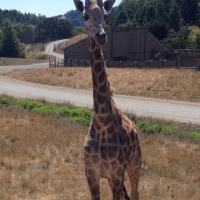 Thediabeticjoe (@thediabeticjoe) 's Twitter Profile