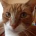 mummyteachercatmummy (@kirstinpettet) Twitter profile photo mummyteachercatmummy (@kirstinpettet) Twitter profile photo