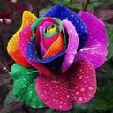 اسامه الزريف (@595141418ea9451) Twitter