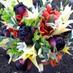 Frida Freesia (@freesiafrida) Twitter profile photo