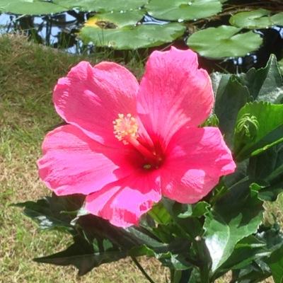 某FMラジオ視聴者。若宮テイ子さん大好き！ ハピプラ/POPミュージックステーション/ブレファ/グッドモーニングオオサカ/fmosaka/ラジオ大阪/α-STATION