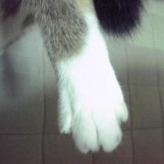 19歳9ヶ月でおばあニャン永眠しました。バトンは三毛猫サビの三毛さんに繋がれています。(推定年齢11歳)