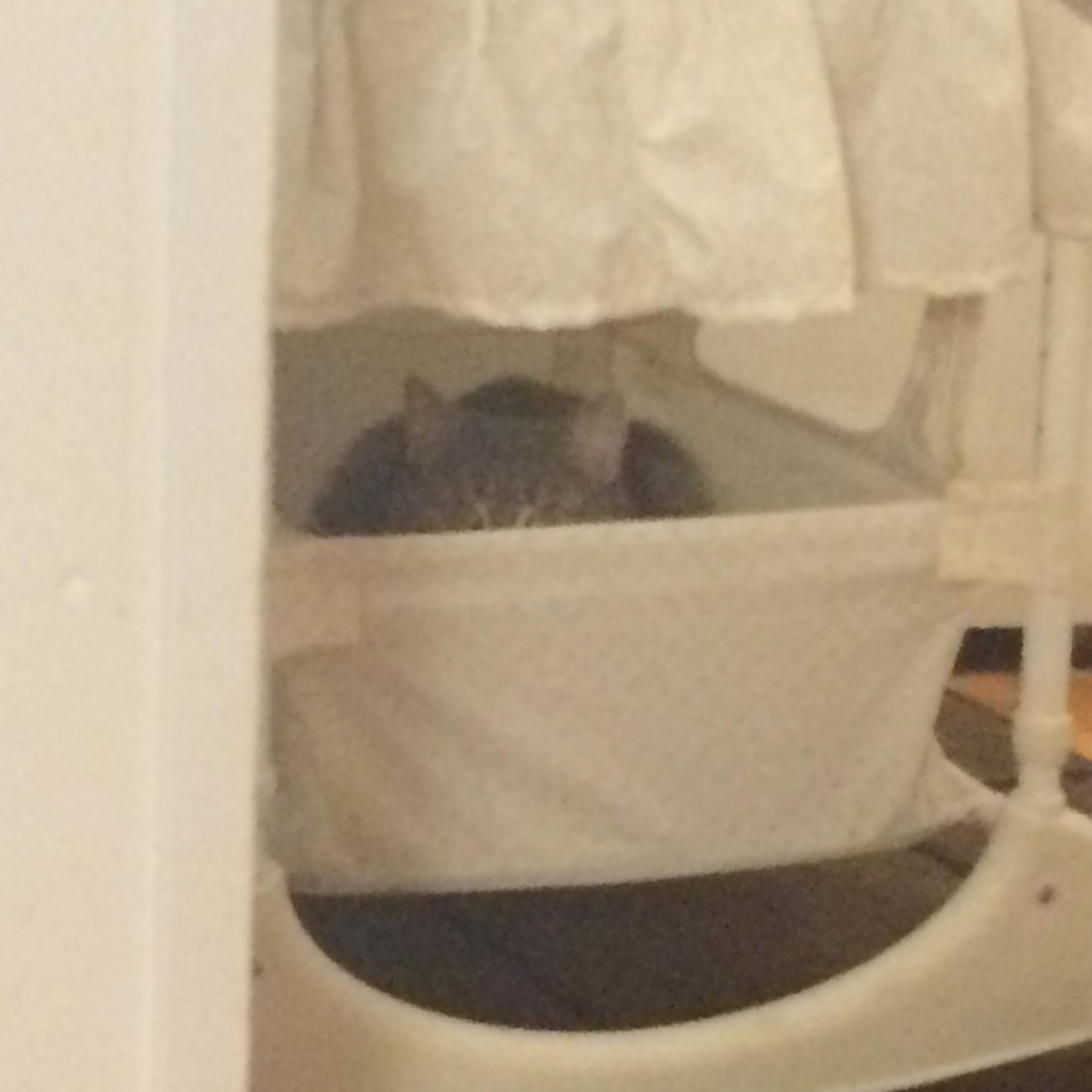 My name is Puffin Birdwhistle and I was here first. I'm the baby!