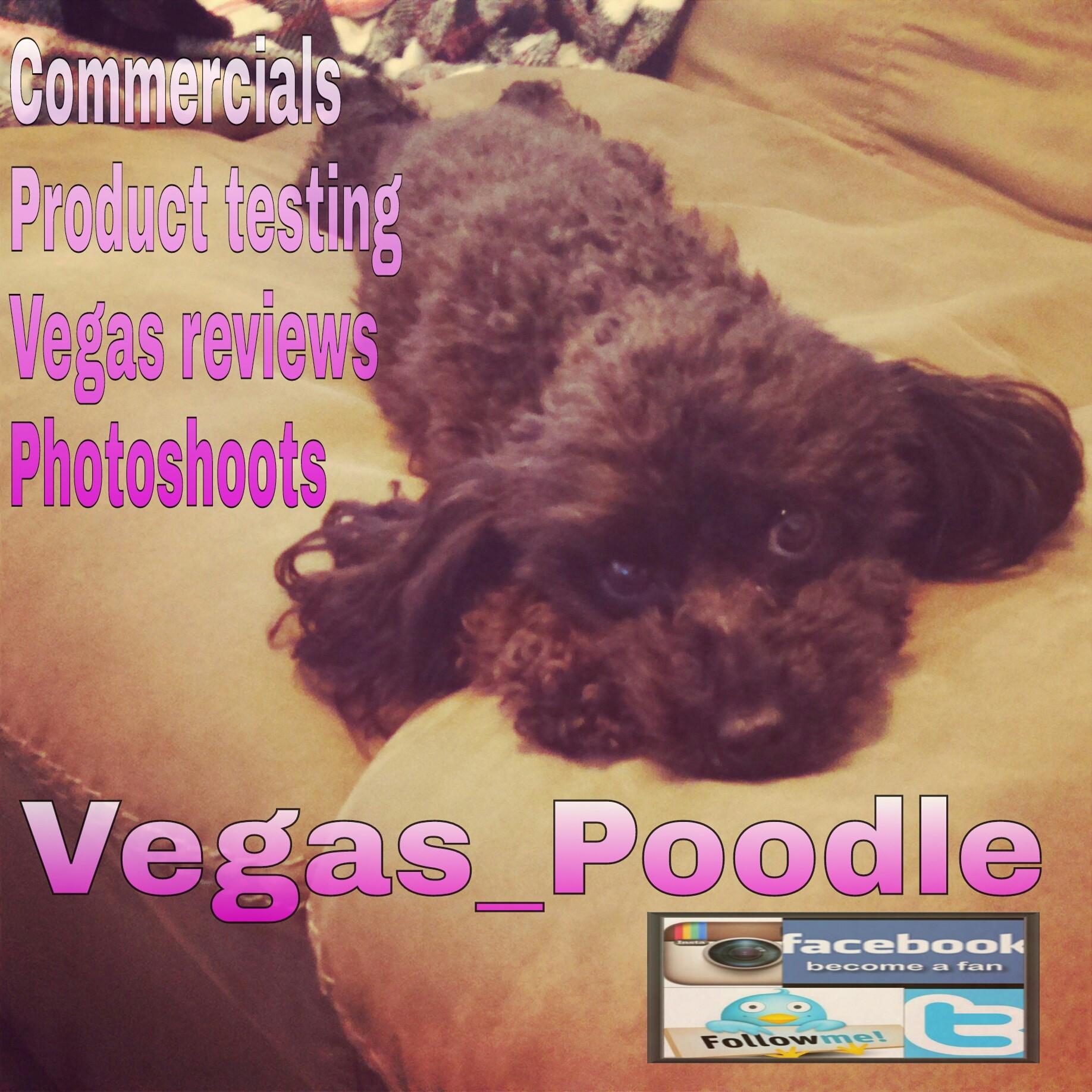 vegas_poodle's profile picture. Hi, thanks for stoping by. Vegas_poodle here with your lastest vegas review. you can also find me shoping,dinning out, hiking,or find me by the pool. Am a 5yr t