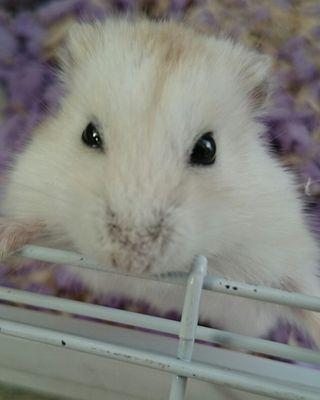 (。-ω-)