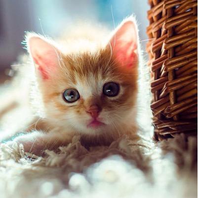 meow meow
