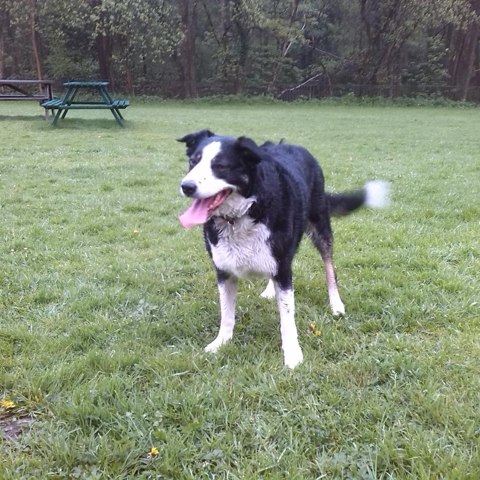 Cecilalm52's profile picture. Loves husband, family & home. Collies, books, flowers, football & folklore. Enjoying life and trying new things