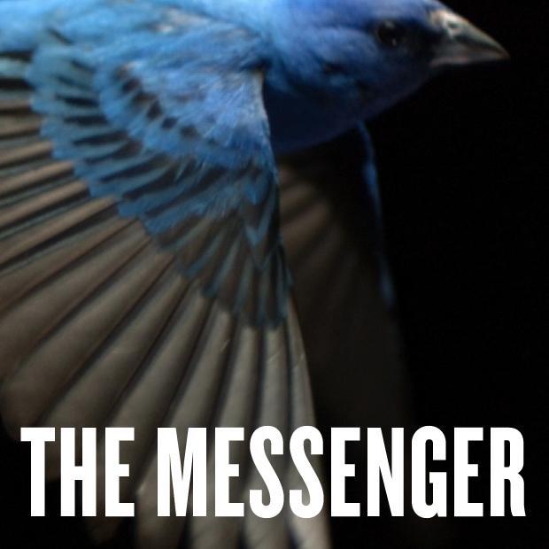 THE MESSENGER documentary is an artful investigation into the causes of songbird mass depletion and the compassionate people who are working to turn the tide.
