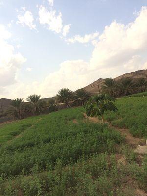 عمان