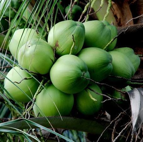 Herbal yang terbuat dar bahan kelapa murni