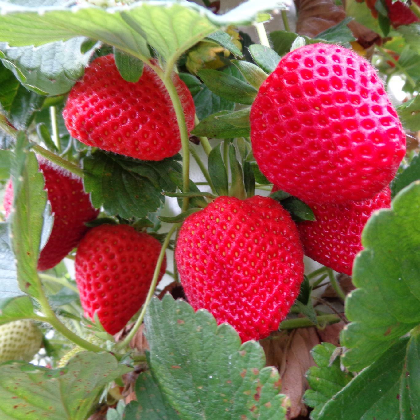 LIBERTY FARMS OF FLORIDA
 
Beautiful rainbows at Liberty Farms of Florida, enjoy the sunshine state with us & pick-your-own ultra-fresh strawberries and produce