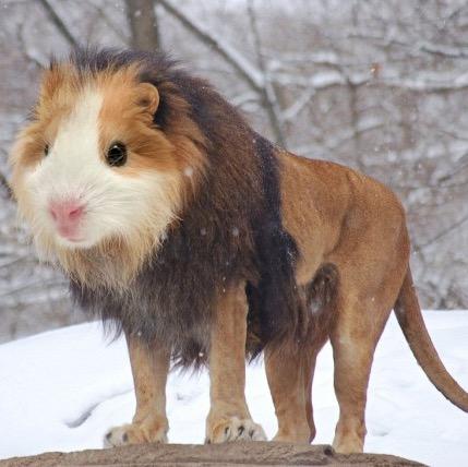 CoinCreature's profile picture. Hoarding, trading and eating any type of coin you can think of