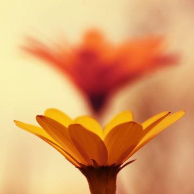 opriya15's profile picture. 