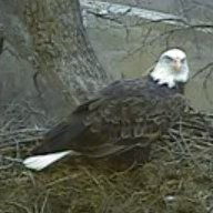 eaglecam's profile picture. Just a couple of bald eagles being awesome while inspiring patriotism and tattoos.  I'll try to let you know when we are home.
