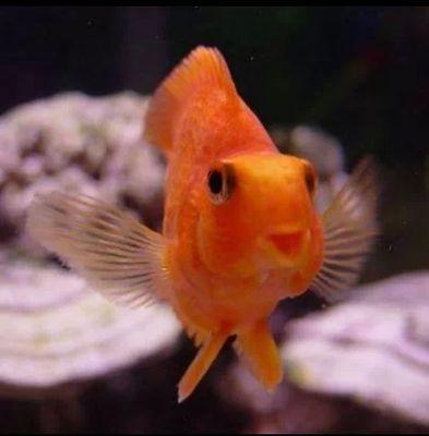 ducis16's profile picture. 