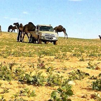 #خميس_مشيط