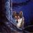LoneWolfTagPL's profile image