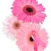 Pink Ribbon Program (@pinkribbonprog) Twitter profile photo Pink Ribbon Program (@pinkribbonprog) Twitter profile photo