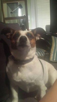 PicsOfSmudge's profile picture. SMUDGE