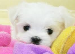 dogs_funnydogs's profile picture. 