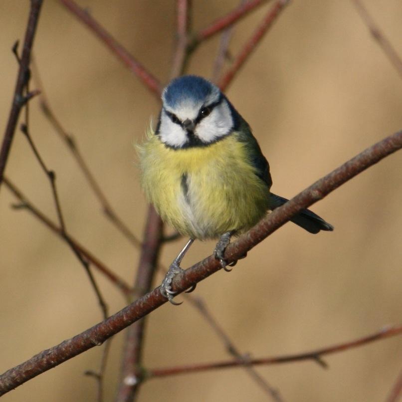 Wildlife, the outdoors, the seasons, exploring, creating, growing, discovering.....all in the garden and more!