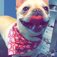 PawsitivelyPerfect (@pawsitivelykc) Twitter profile photo