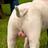 _DogsBollocks's profile image