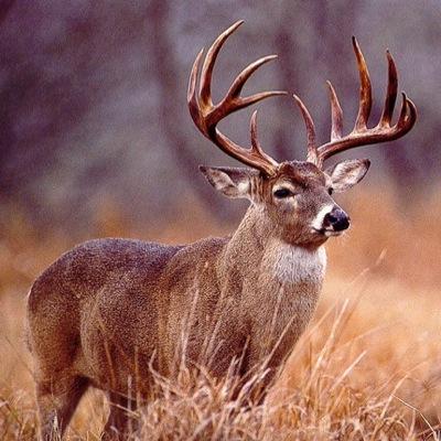 REDNECK and PROUD of it 
American by birth Southern by the grace of god