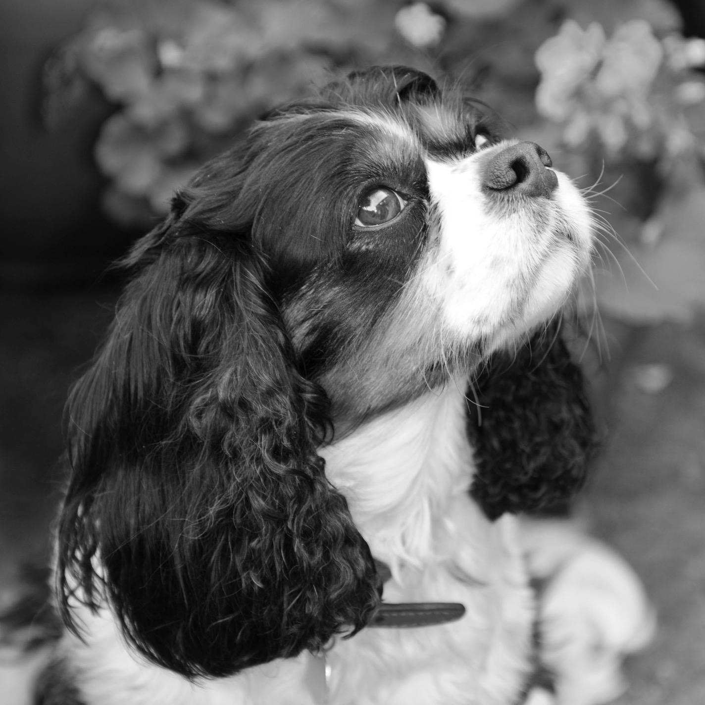 Poet: Retired from work, married, enjoy writing, music and fascinated with life and people. 2 children, 4 grandchildren and my dog. I am visually dyslexic.