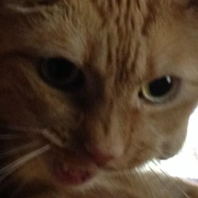 meow :D go to @lolprankc 's web site if you like prank calls!