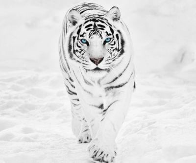 csrgtz's profile picture. Socialmente amigo