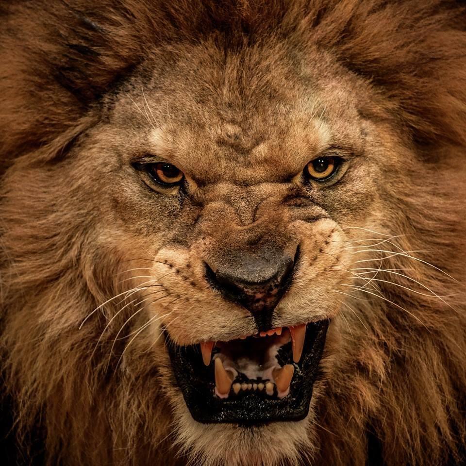 JesMLed's profile picture. 