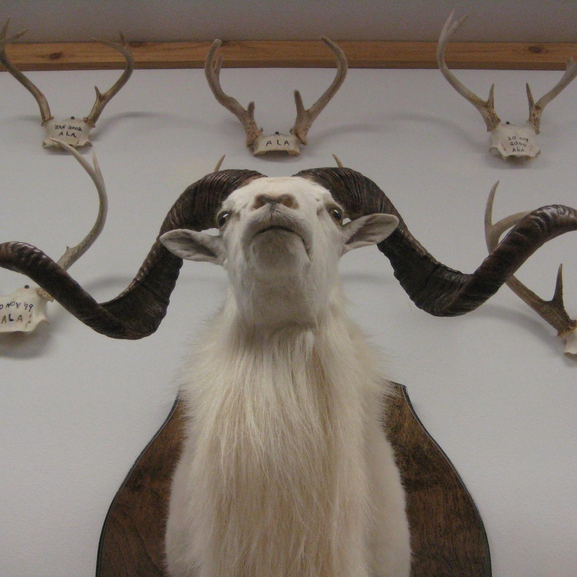 SPEARHUNTER, a film by Adam Roffman & Luke Poling.
