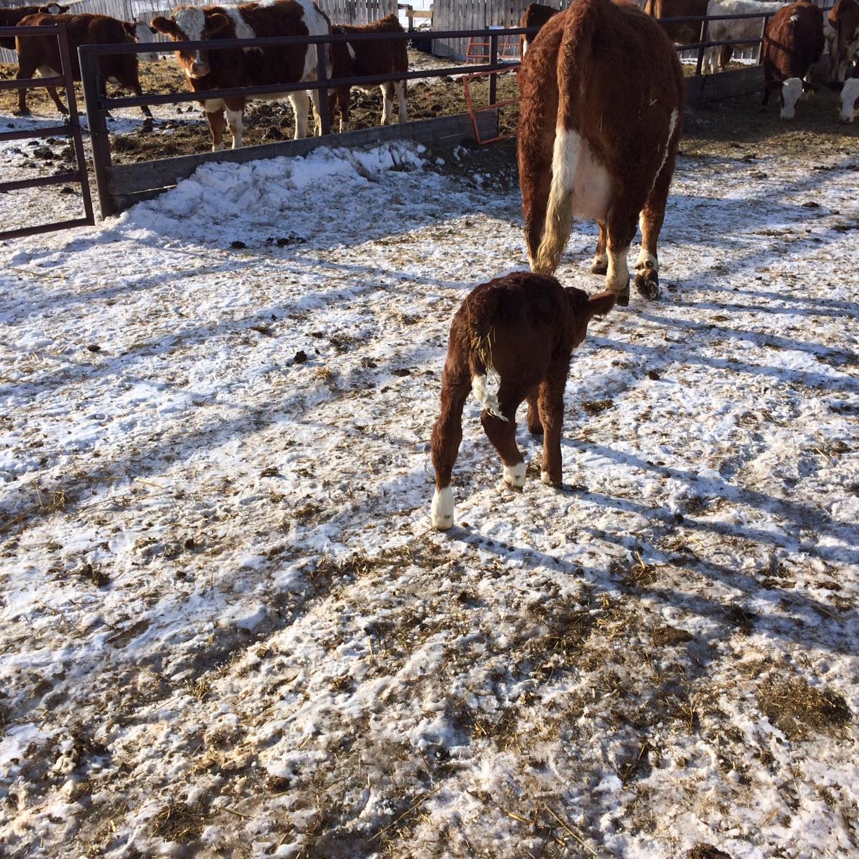 Registered Simmental Cattle Producer