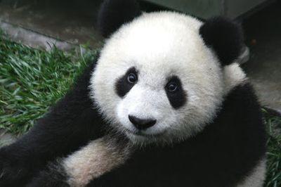 fala galera aqui e um panda Fc do thunber