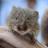 VoiceOfTheVole's profile image