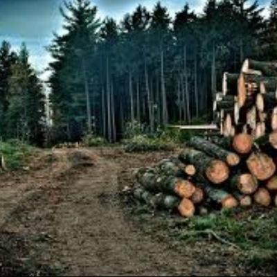 deforestation13's profile picture. 