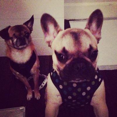 GussybTV's profile picture. Follow Apple & Gussy B's daily adventures ❤️ Gus is a chug & Apple is a french bulldog x