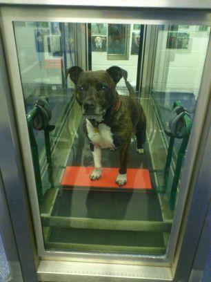 #Canine #Hydrotherapy Centre, treating #dogs suffering with limb stiffness/lameness pre and post surgery.