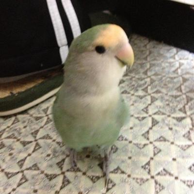 山本六十六