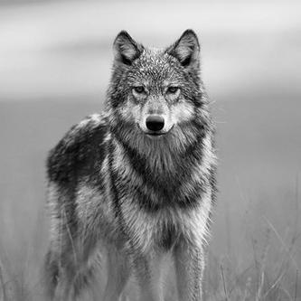 NicoWDesigns's profile picture. Quit ^_^