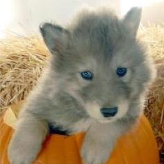 The cutest pup in the family mom's favorite & uncle Zack's the best! Mom: @Flash_of_lights  Big Brother: @ApolloRebel 2nd Big Brother: @WolfPensay