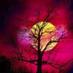 Juliet_Daughter_of_Zion (@julietstopten) Twitter profile photo