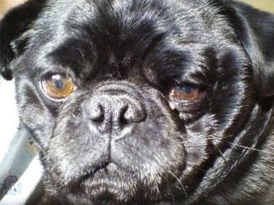 Mom of 4 wonderful kids &daughter in law.  RIP my favorite black pug.❤ my grandbabies! Let's Go METS!⚾️⚾️