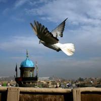نَدى مُرشد (@nadamorshed) 's Twitter Profile