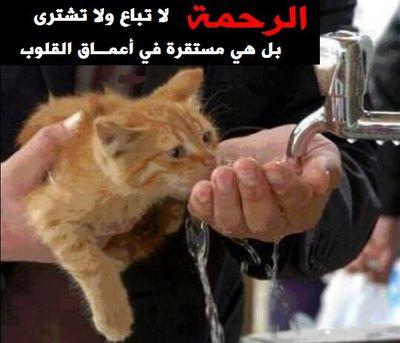 القلب الطيب