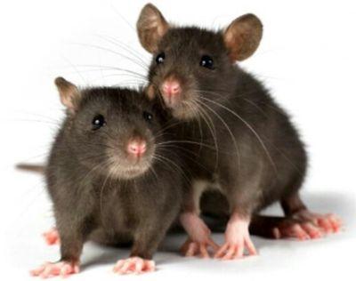 makeitfun31's profile picture. once a mac rat. always a mac rat