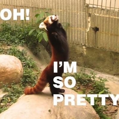 Hi friends this is the officeal account of Red Panda im 13 years old i love minecraft on PC and xbox one so add me and go follow my new account @dillonhygema