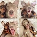 Andrew Reno - @34Juggalo - Twitter